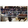 2021 Autumn Bull Sales