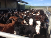 Dairy Beef Progeny Test Report June 2022