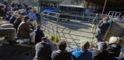 Yearling Bull Sales 2023